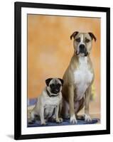 Pug Sitting Next to a Mixed Breed Dog on a Rug-Petra Wegner-Framed Premium Photographic Print