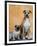 Pug Sitting Next to a Mixed Breed Dog on a Rug-Petra Wegner-Framed Premium Photographic Print