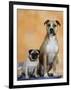 Pug Sitting Next to a Mixed Breed Dog on a Rug-Petra Wegner-Framed Premium Photographic Print