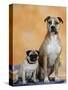 Pug Sitting Next to a Mixed Breed Dog on a Rug-Petra Wegner-Stretched Canvas