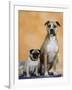 Pug Sitting Next to a Mixed Breed Dog on a Rug-Petra Wegner-Framed Photographic Print