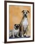 Pug Sitting Next to a Mixed Breed Dog on a Rug-Petra Wegner-Framed Photographic Print