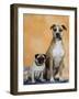 Pug Sitting Next to a Mixed Breed Dog on a Rug-Petra Wegner-Framed Photographic Print