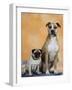 Pug Sitting Next to a Mixed Breed Dog on a Rug-Petra Wegner-Framed Photographic Print