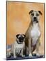 Pug Sitting Next to a Mixed Breed Dog on a Rug-Petra Wegner-Mounted Photographic Print