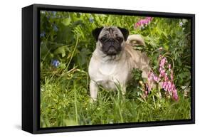 Pug Standing in Virginia Bluebells and Bleeding-Hearts, Rockton, Illinois, USA-Lynn M^ Stone-Framed Stretched Canvas