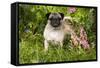 Pug Standing in Virginia Bluebells and Bleeding-Hearts, Rockton, Illinois, USA-Lynn M^ Stone-Framed Stretched Canvas