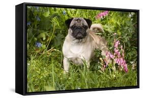 Pug Standing in Virginia Bluebells and Bleeding-Hearts, Rockton, Illinois, USA-Lynn M^ Stone-Framed Stretched Canvas