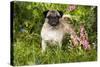 Pug Standing in Virginia Bluebells and Bleeding-Hearts, Rockton, Illinois, USA-Lynn M^ Stone-Stretched Canvas