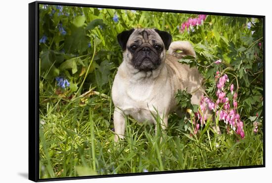 Pug Standing in Virginia Bluebells and Bleeding-Hearts, Rockton, Illinois, USA-Lynn M^ Stone-Framed Stretched Canvas