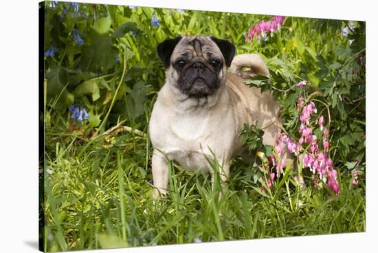 Pug Standing in Virginia Bluebells and Bleeding-Hearts, Rockton, Illinois, USA-Lynn M^ Stone-Stretched Canvas