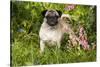 Pug Standing in Virginia Bluebells and Bleeding-Hearts, Rockton, Illinois, USA-Lynn M^ Stone-Stretched Canvas