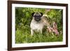 Pug Standing in Virginia Bluebells and Bleeding-Hearts, Rockton, Illinois, USA-Lynn M^ Stone-Framed Photographic Print