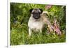 Pug Standing in Virginia Bluebells and Bleeding-Hearts, Rockton, Illinois, USA-Lynn M^ Stone-Framed Photographic Print