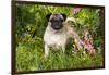 Pug Standing in Virginia Bluebells and Bleeding-Hearts, Rockton, Illinois, USA-Lynn M^ Stone-Framed Photographic Print