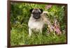 Pug Standing in Virginia Bluebells and Bleeding-Hearts, Rockton, Illinois, USA-Lynn M^ Stone-Framed Photographic Print