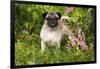 Pug Standing in Virginia Bluebells and Bleeding-Hearts, Rockton, Illinois, USA-Lynn M^ Stone-Framed Photographic Print