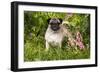 Pug Standing in Virginia Bluebells and Bleeding-Hearts, Rockton, Illinois, USA-Lynn M^ Stone-Framed Photographic Print