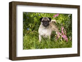 Pug Standing in Virginia Bluebells and Bleeding-Hearts, Rockton, Illinois, USA-Lynn M^ Stone-Framed Photographic Print