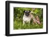 Pug Standing in Virginia Bluebells and Bleeding-Hearts, Rockton, Illinois, USA-Lynn M^ Stone-Framed Photographic Print