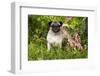 Pug Standing in Virginia Bluebells and Bleeding-Hearts, Rockton, Illinois, USA-Lynn M^ Stone-Framed Photographic Print