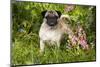 Pug Standing in Virginia Bluebells and Bleeding-Hearts, Rockton, Illinois, USA-Lynn M^ Stone-Mounted Photographic Print