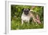 Pug Standing in Virginia Bluebells and Bleeding-Hearts, Rockton, Illinois, USA-Lynn M^ Stone-Framed Photographic Print