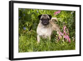 Pug Standing in Virginia Bluebells and Bleeding-Hearts, Rockton, Illinois, USA-Lynn M^ Stone-Framed Photographic Print