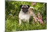 Pug Standing in Virginia Bluebells and Bleeding-Hearts, Rockton, Illinois, USA-Lynn M^ Stone-Mounted Photographic Print