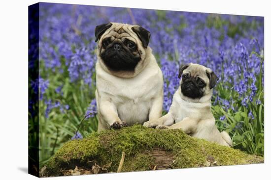 Pug Standing Next to Pug Puppy in Bluebells-null-Stretched Canvas