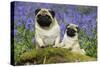 Pug Standing Next to Pug Puppy in Bluebells-null-Stretched Canvas