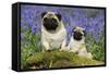 Pug Standing Next to Pug Puppy in Bluebells-null-Framed Stretched Canvas