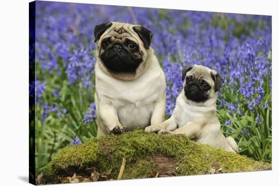 Pug Standing Next to Pug Puppy in Bluebells-null-Stretched Canvas