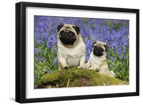 Pug Standing Next to Pug Puppy in Bluebells-null-Framed Premium Photographic Print