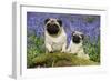 Pug Standing Next to Pug Puppy in Bluebells-null-Framed Premium Photographic Print