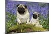 Pug Standing Next to Pug Puppy in Bluebells-null-Mounted Premium Photographic Print