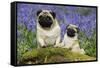 Pug Standing Next to Pug Puppy in Bluebells-null-Framed Stretched Canvas