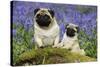 Pug Standing Next to Pug Puppy in Bluebells-null-Stretched Canvas