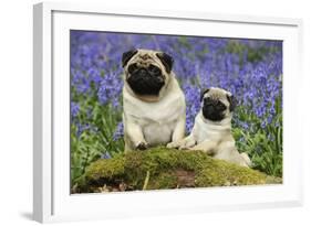 Pug Standing Next to Pug Puppy in Bluebells-null-Framed Photographic Print