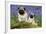 Pug Standing Next to Pug Puppy in Bluebells-null-Framed Photographic Print