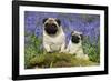 Pug Standing Next to Pug Puppy in Bluebells-null-Framed Photographic Print