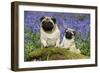 Pug Standing Next to Pug Puppy in Bluebells-null-Framed Photographic Print