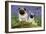Pug Standing Next to Pug Puppy in Bluebells-null-Framed Photographic Print