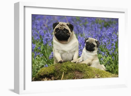 Pug Standing Next to Pug Puppy in Bluebells-null-Framed Photographic Print
