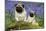 Pug Standing Next to Pug Puppy in Bluebells-null-Mounted Photographic Print