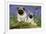 Pug Standing Next to Pug Puppy in Bluebells-null-Framed Photographic Print