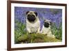 Pug Standing Next to Pug Puppy in Bluebells-null-Framed Photographic Print