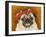 Pug Wearing Floral Hat-Leland Bobb?-Framed Premium Photographic Print