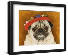 Pug Wearing Floral Hat-Leland Bobb?-Framed Photographic Print