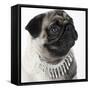 Pug Wearing Pearl Necklace-null-Framed Stretched Canvas